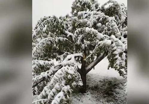Fresh snowfall in kashmir's high range areas, See the pictures