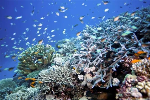 UNESCO defers downgrade of Australia's Great Barrier Reef