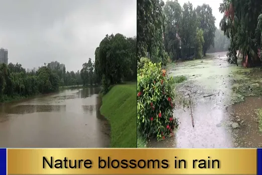 Nature blossoms in rain