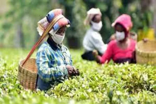 Salary of tea workers increased