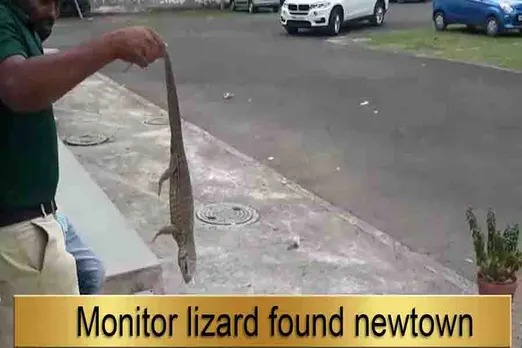 Lizard enters a New Town housing complex
