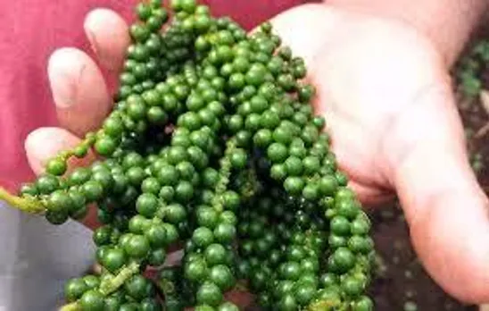Do you know the goodness of Green Peppercorn