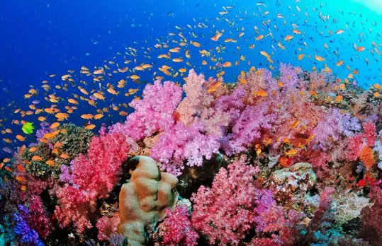NEW CORAL REEF DISCOVERED IN PACIFIC OCEAN - UNDAMAGED BY CLIMATE CHANGE