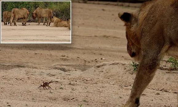 Crab holds its own against pride of lions, video goes viral