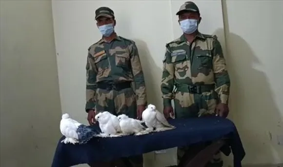BSF rescued rare species of pigeon from smuggler