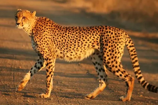 India will import cheetah from South Africa