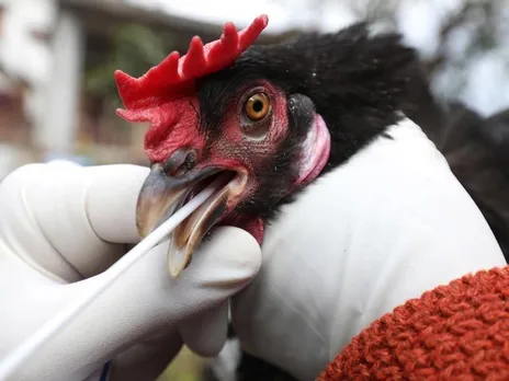 HUNDREDS OF BIRDS DIE AT ST. JOHN'S NEWFOUNDLAND EXHIBITION FARM IN AVIAN FLU TRAGEDY.