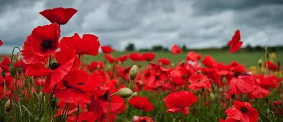 100 YEAR'S OF POPPY CANADA