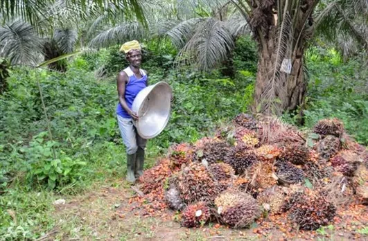 New barometer to measure palm oil Sustainability
