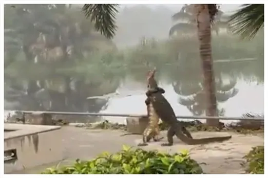 Two crocodiles fight in a college in Kolkata! Watch bone chilling video