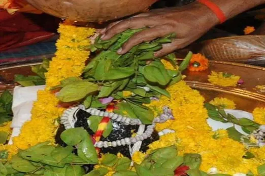 Know before Shivratri, how to tear leaves from  wood apple trees?