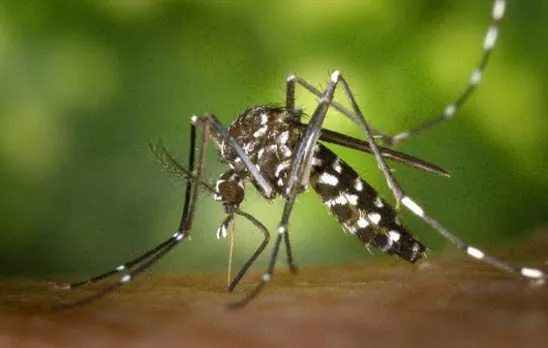Massive dengue cases reported in Capital