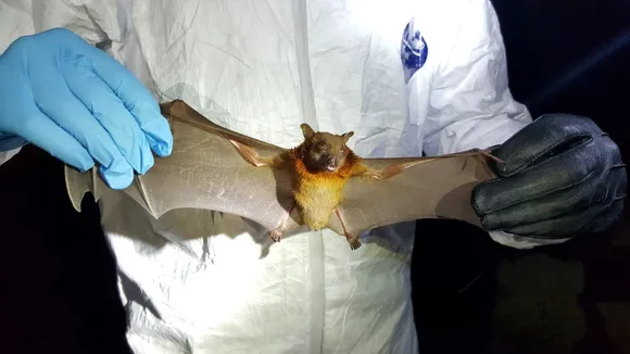 New virus found in bats in China, genetically close to Covid 19