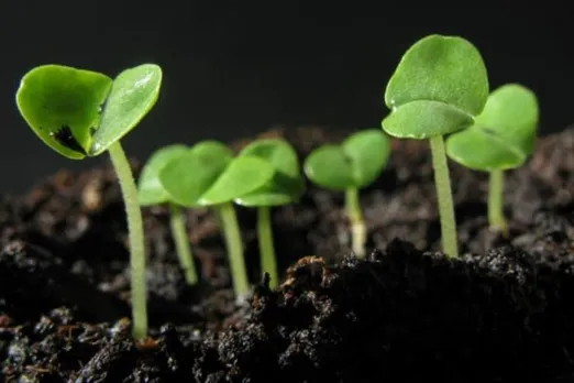 SCIENTISTS 👨‍🔬 STUNNED TO SEE PLANTS 🌱 GROWN IN SOIL FROM  MOON 🌙