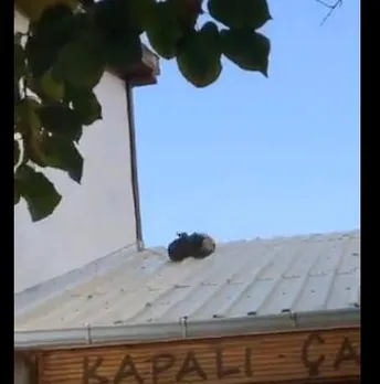 Two cats fell from the roof while arguing: funny video