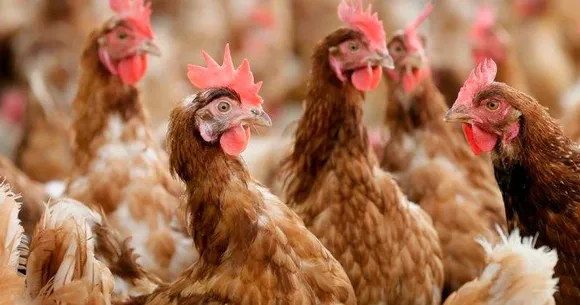 CANADA....16 CASES OF AVIAN FLU FOUND IN ALBERTA