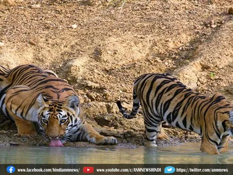 Sundarban: 27 नवंबर से बाघों की जनगणना शुरू