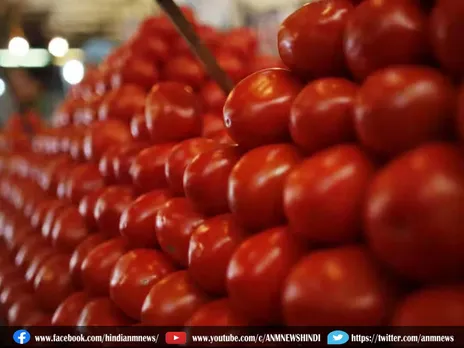 Tomato New Price: महंगे टमाटर से मिली आजादी