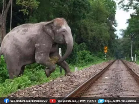 train की चपेट में आने से तीन हाथियों की मौत