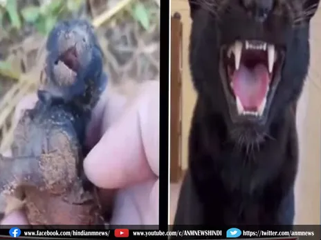 Viral Video: बिल्ली का बच्चा समझकर महिला घर ले आई पैंथर