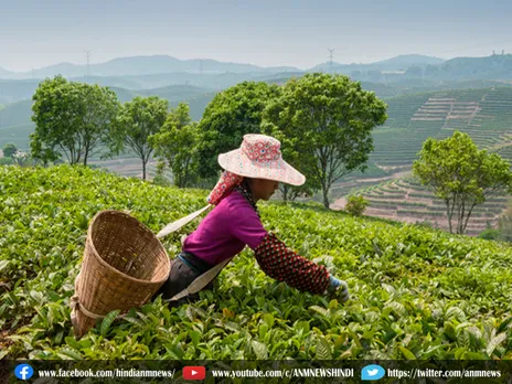 चाय उत्पादन बढ़कर इतने करोड़ किलो रहा