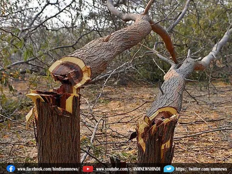 Viral Video: थोड़ा कैजुअल है पेड़ काटने का ये तरीका
