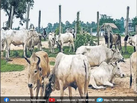 Cow Smuggling : जेल से ही चल रहा था गो तस्करी का गैंग