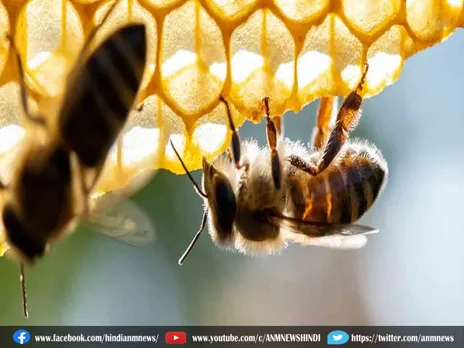 Ajab Gajab: मेहमानों पर टूट पड़ी मधुमक्खियां, दर्जनों लोग घायल