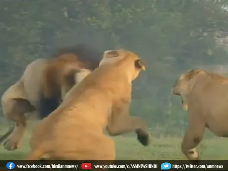 शेर की पिटाई करती दिखीं दो शेरनियां, video हुआ viral