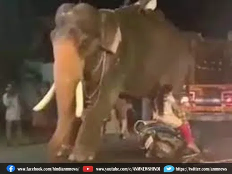 'पापा की परी' से डर गया हाथी
