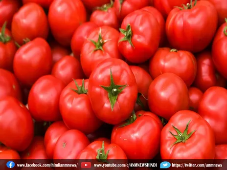 Tomato New Price : 200 रुपये से घटकर 14 रुपये हुआ टमाटर का रेट