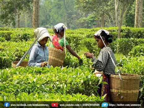 Darjeeling: चाय बागानों पर जलवायु परिवर्तन का असर
