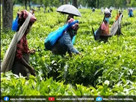 देबपारा चाय बागान बंद होने पर बेरोजगार इतने मजदूर