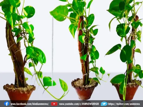 Vaastu Shaastra : भाग्य बदलने के लिए लगाए ये पौधे