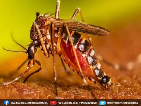 डेंगू के मरीजों की संख्या में लगातार वृद्धि