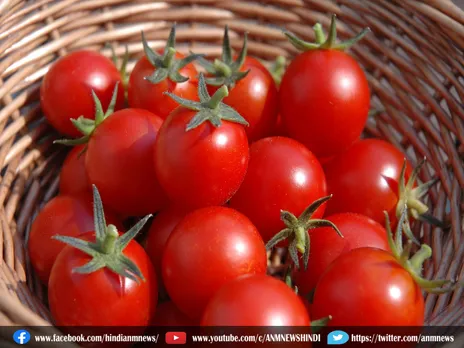 Cheapest Tomato: आपके घर के पास मिल रहा सबसे सस्ता टमाटर, जानिए कैसे