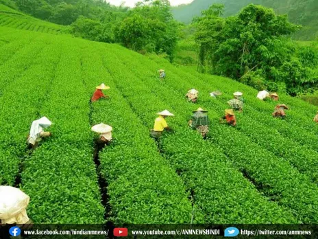 TMC का चाय व्यापार संघ डुआर्स में 11 दिवसीय मार्च शुरू करेगा