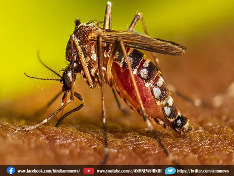 Dengue : डेंगू के मरीजों की संख्या पहुंची 500 के पार