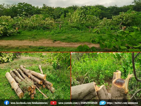 Barabani: वन विभाग अधिकारी सोते रहे और सैकड़ों पेड़ो की कटाई चलती रही