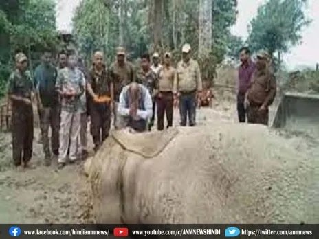 Assam: चाय बागान में मिला मृत जंगली हाथी