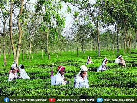 Tea Garden : चाय बागान में "सेवानिवृत्त" करने की प्रक्रिया शुरू