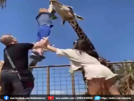 जिराफ को खाना खिलाने गए बच्चे का हुआ ये हाल........Viral Video