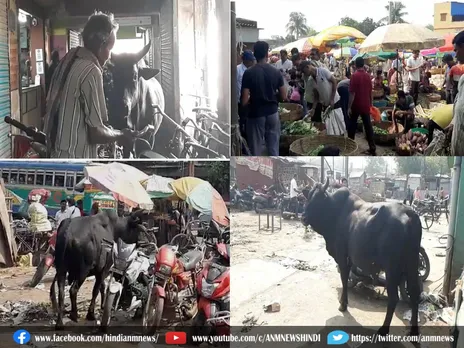 Durgapur: बैल की मस्तानी से पूरे बाजार में दहशत का माहौल