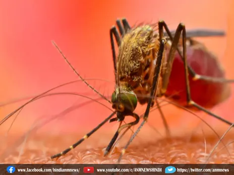 Dengue : लगातार बढ़ रहा डेंगू का प्रकोप