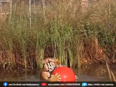 Tiger का अजीबोगरीब हरकत, देखकर रह जायेंगे दंग
