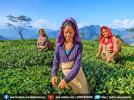श्रमिकों के लिए बोनस वार्ता करने से हिचक रहा दार्जिलिंग चाय उद्योग