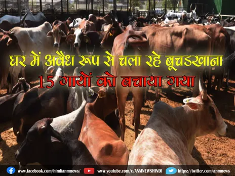 Slaughtering of Cows: घर में अवैध रूप से चला रहे बूचड़खाना, 15 गायों को बचाया गया