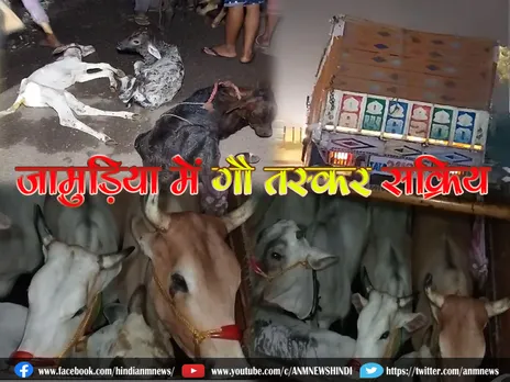 Cow smuggling in Jamuria: जामुड़िया में गौ तस्कर सक्रिय