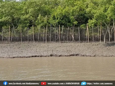 Sundarbans :सुंदरबन के मैंग्रोव पौधों के नष्ट होने का खतरा