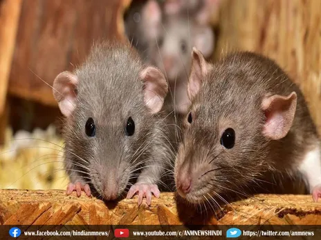 Ajab Gajab: चूहों को बिना मारे घर से दूर भगाने के अचूक उपाय